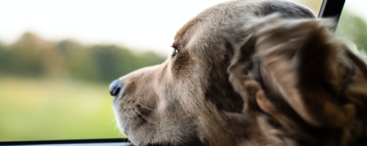 Dog looking out of a car window
